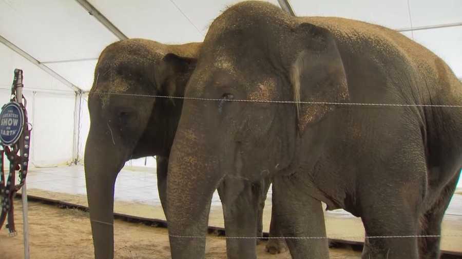 It's one of your last chances to see Asian elephants at the circus. The elephants will be retiring from Ringling Bros. and Barnum & Bailey Circus in May and sent to live on a preservation. Matt Grant (@MattGrantWESH) talked with the circus about the move.