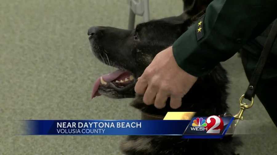 A Volusia County sheriff's K-9, shot and wounded last year in the line of duty, was awarded a Purple Heart and a Medal of Valor on Tuesday. Officer "Endo" has recovered after being shot in the neck, protecting his handler and other deputies. Claire Metz (@clairemetzwesh) reports.