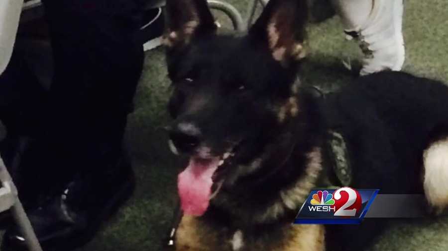 "Endo," the Volusia County Sheriff's Office K-9 that was awarded the Purple Heart and Medal of Valor on Tuesday, was given his awards hours before he assisted with the arrest in a high-speed chase. Claire Metz explains.