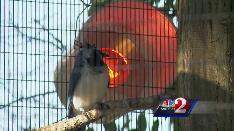 The Central Florida Zoo has a large collection of animals to protect when the weather gets cold. Alex Villarreal takes a look at the special steps zoo keepers must take.