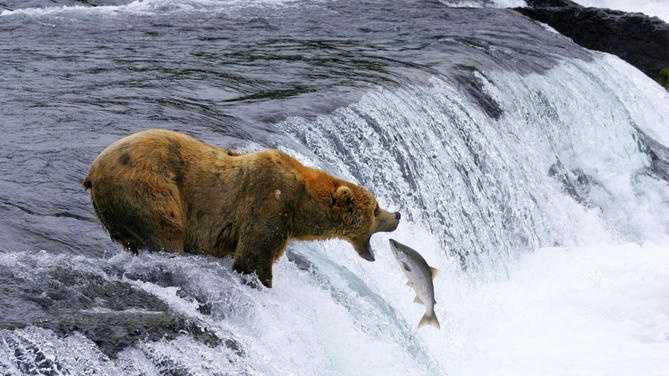 This undated image provided by MacGillivray Freeman Films shows a brown bear catching salmon in Katmai National Park and Preserve in Alaska, shot in slow motion with a telephoto lens. The image appears in the new â€œNational Parks Adventureâ€� IMAX movie opening Friday. The movie is part of a yearlong celebration of the National Park Service centennial.