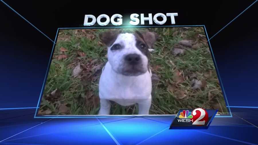 A gruesome photo circulates in a local community of what appears to be a dog's body, riddled with bullets. WESH 2 News tracked down the Palm Coast family who says the puppy was theirs. Chris Hush reports.
