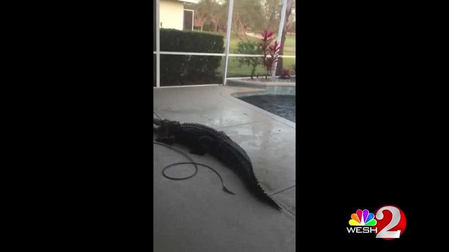 A Lakeland family came home to find an unexpected guest taking a dip in their pool on Tuesday.