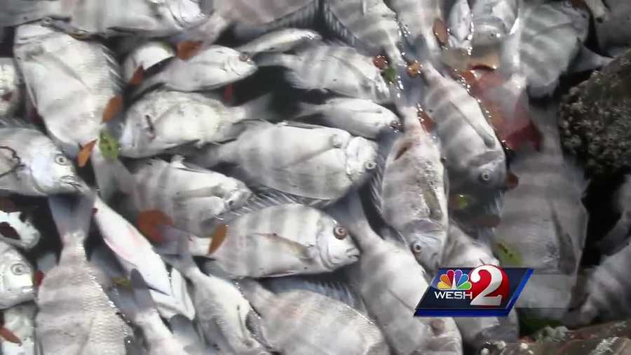 Thousands of fish are dead and clogging up a local waterway. Biologists said Brown Tide is to blame and cleanup efforts are underway. Dan Billow (@DanBillowWESH) has the story.