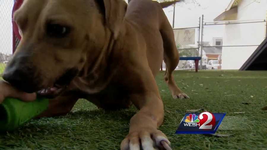 One in 10 dogs showing up at an area shelter is positive for heartworm disease, and treating it is costly. WESH 2 News Reporter Dave McDaniel takes a look at new program now in place to level the adoption playing field.