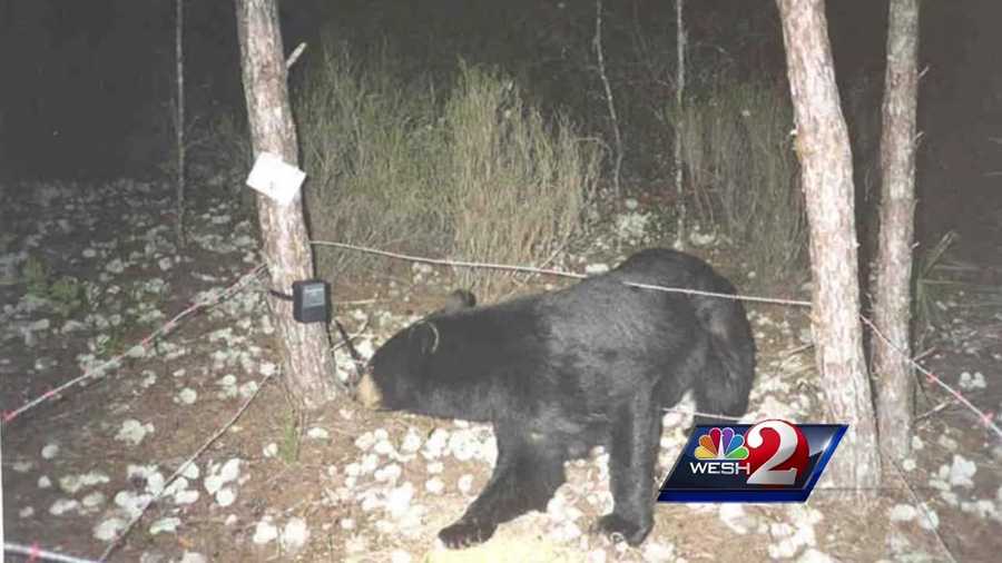 Wildlife officials in Florida say they haven't made a decision about whether to continue allowing the hunting of black bears, but new numbers show the animals are abundant statewide.