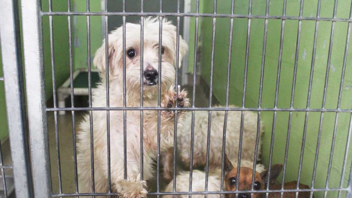 Adoptable dogs in Orange County