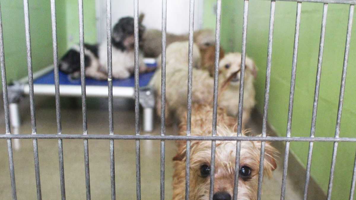 Adoptable dogs in Orange County