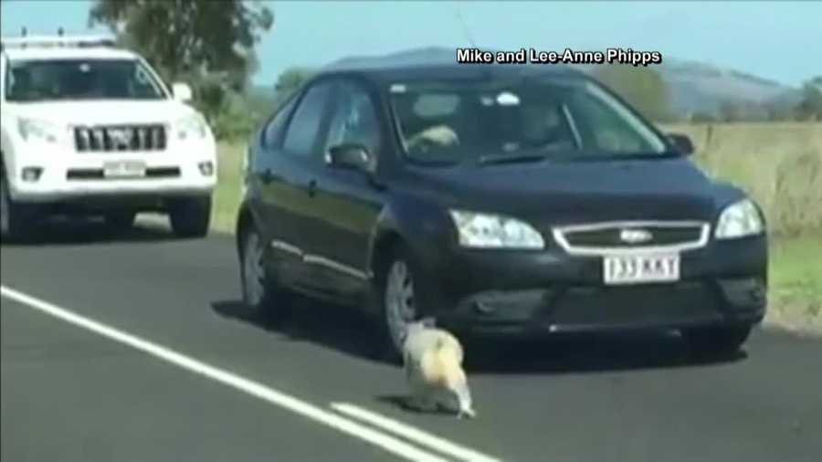 A koala received a police escort back to safety after wandering onto a busy Australian highway over the weekend.