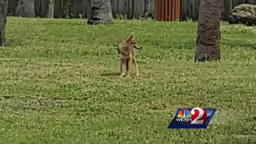 People in a Brevard County neighborhood said coyotes have been a problem at a local park for weeks. Some say there is evidence that people are feeding them. Dan Billow (@DanBillowWESH) explains.