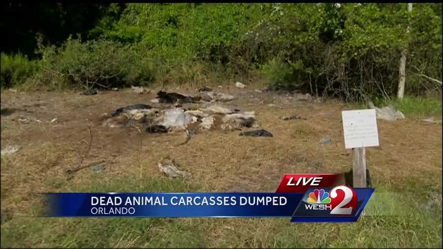 It was a disgusting discovery near an Orlando neighborhood: a pile of dumped animal carcasses. Gail Paschall-Brown (@gpbwesh) looks into how they got there and what is being done to clean up the mess.