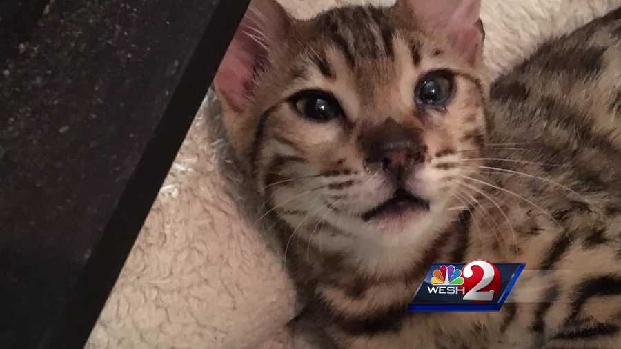 A Rockledge woman with up to 30 cats is facing an active criminal investigation in the wake of the city's inability to take away the felines. Dan Billow (@DanBillowWESH) has the story.