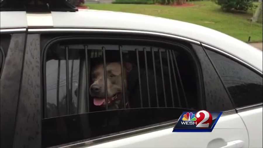 Animal control investigators are looking into a dog attack in Daytona Beach. A pit bull is now in quarantine after attacking two other dogs and killing one of them.