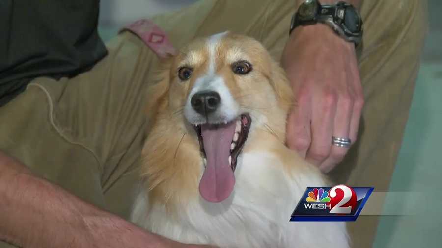 A dog that was reported stolen from an Ohio family passing through Port Orange on their vacation to Port St. Lucie was found Wednesday night. Matt Lupoli reports.