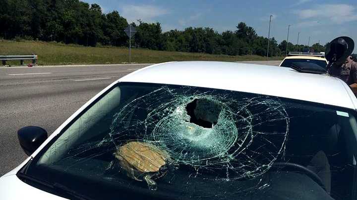 Turtle goes airborne, crashes through windshield on interstate