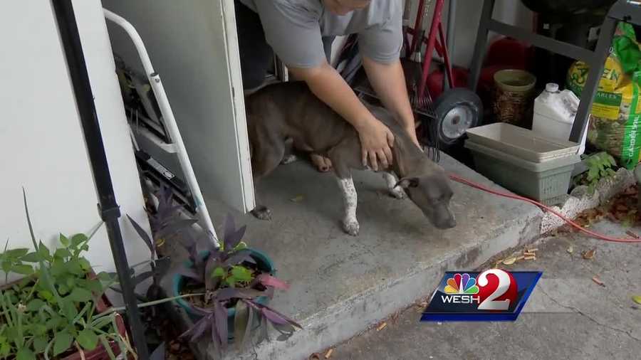 A local woman is recovering after she said she was attacked by four pit bulls in Deltona. The dogs haven't been taken into custody, but they have been quarantined. Claire Metz (@clairemetzwesh) has the story.