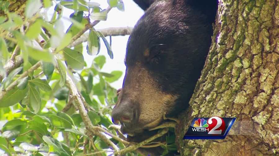 A bear running through College Park brought onlookers to a halt Tuesday. Adrian Whitsett has the latest report.