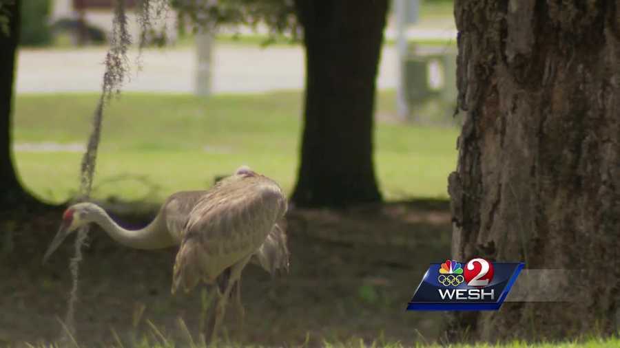 Florida Fish and Wildlife has launched an investigation after someone ran over and killed a protected Sandhill crane on a golf course in Leesburg.