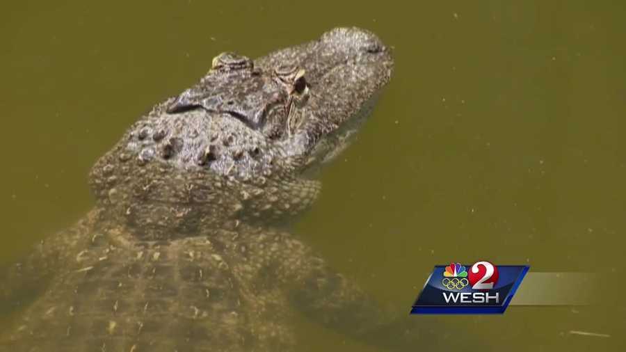 Experts say gators are especially active during this time of year, but attacks are rare.