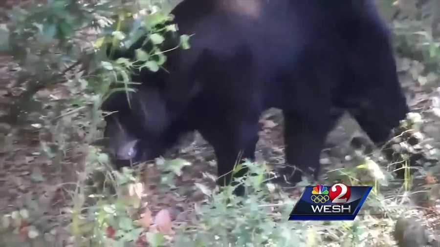 The Florida Fish and Wildlife Conservation Commission voted Wednesday to postpone bear hunting in 2016, according to FWC officials. Summer Knowles has the latest update.