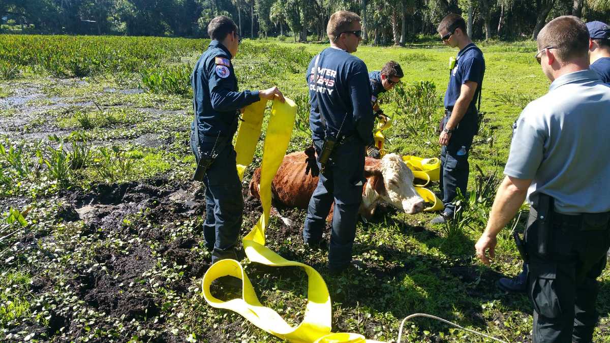 Fire crews rescue submerged cow
