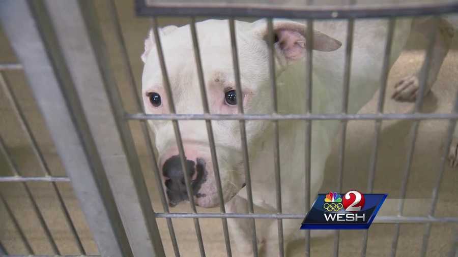 Orange County is taking action to improve the conditions at the Orange County Animal Services kennel. Amanda Ober (@AmandaOberWESH) reports.