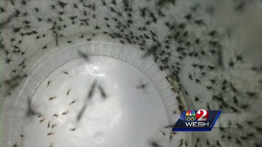 The CDC is working with Florida health officials to investigate what could be the first Zika infection from a mosquito in the continental United States.