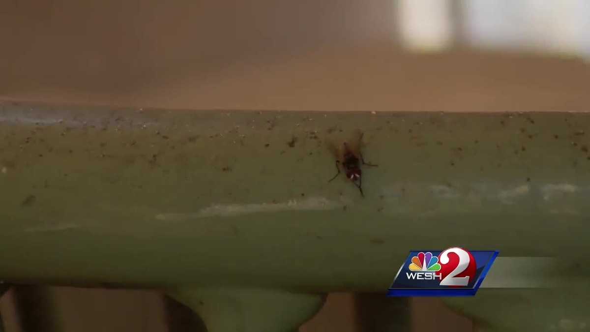 Florida community dealing with infestation of flies