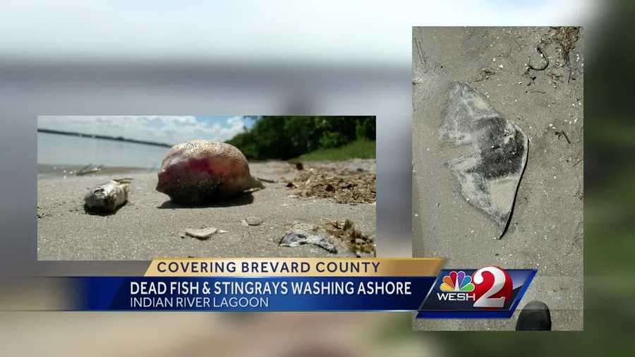 It's not just dead fish, but also dead stingrays, that are washing ashore in Brevard County. It has people living near the Indian River Lagoon concerned. Chris Hush reports.