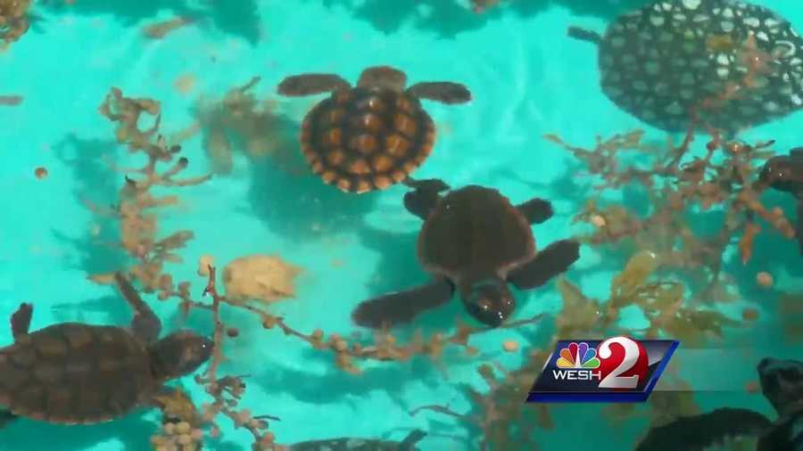 Hot weather, drought impacting baby terrapins / tiny turtles may