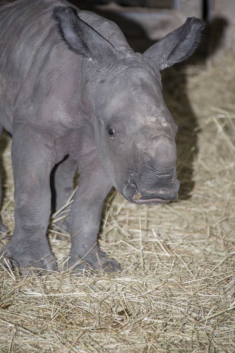 Photos: Baby rhino born at Tampa zoo