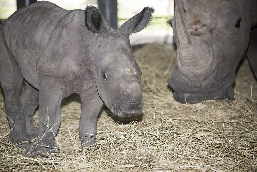 Photos: Baby rhino born at Tampa zoo