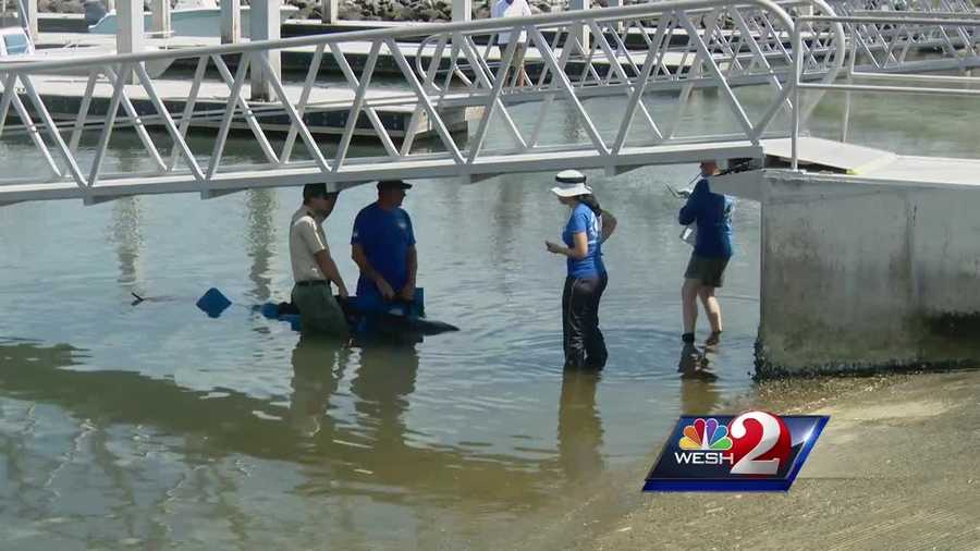 Bystanders and deputies tried to save a stranded whale at Port Canaveral Monday, but biologists concluded there was nothing they could do for the whale. Dan Billow reports.