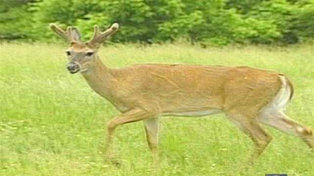 Chronic Wasting Disease Found In Adams County Deer 