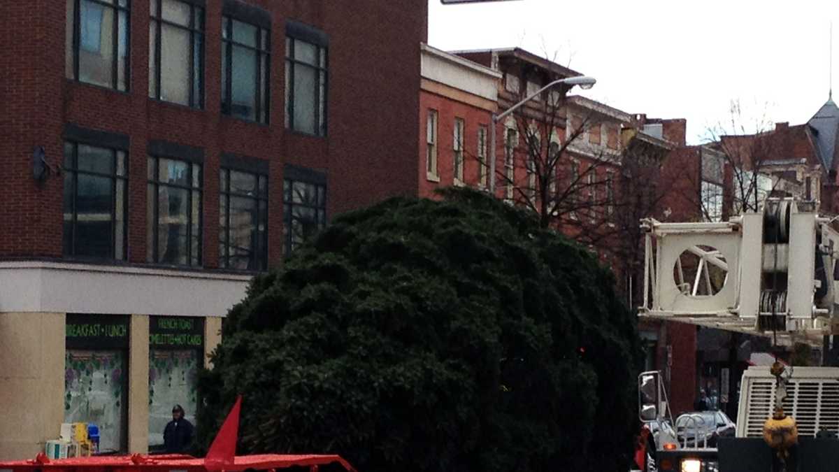 PHOTOS: York Christmas tree delivered to Continental Square