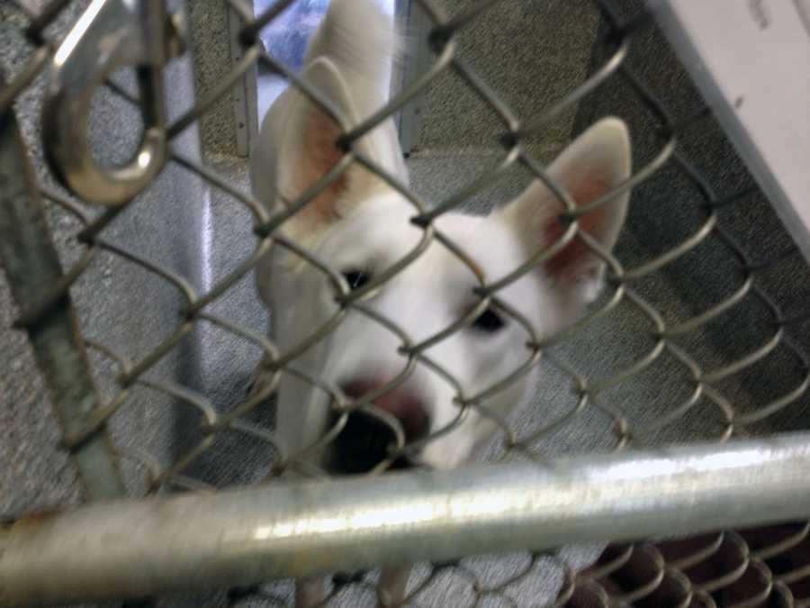 Adams County SPCA reopens