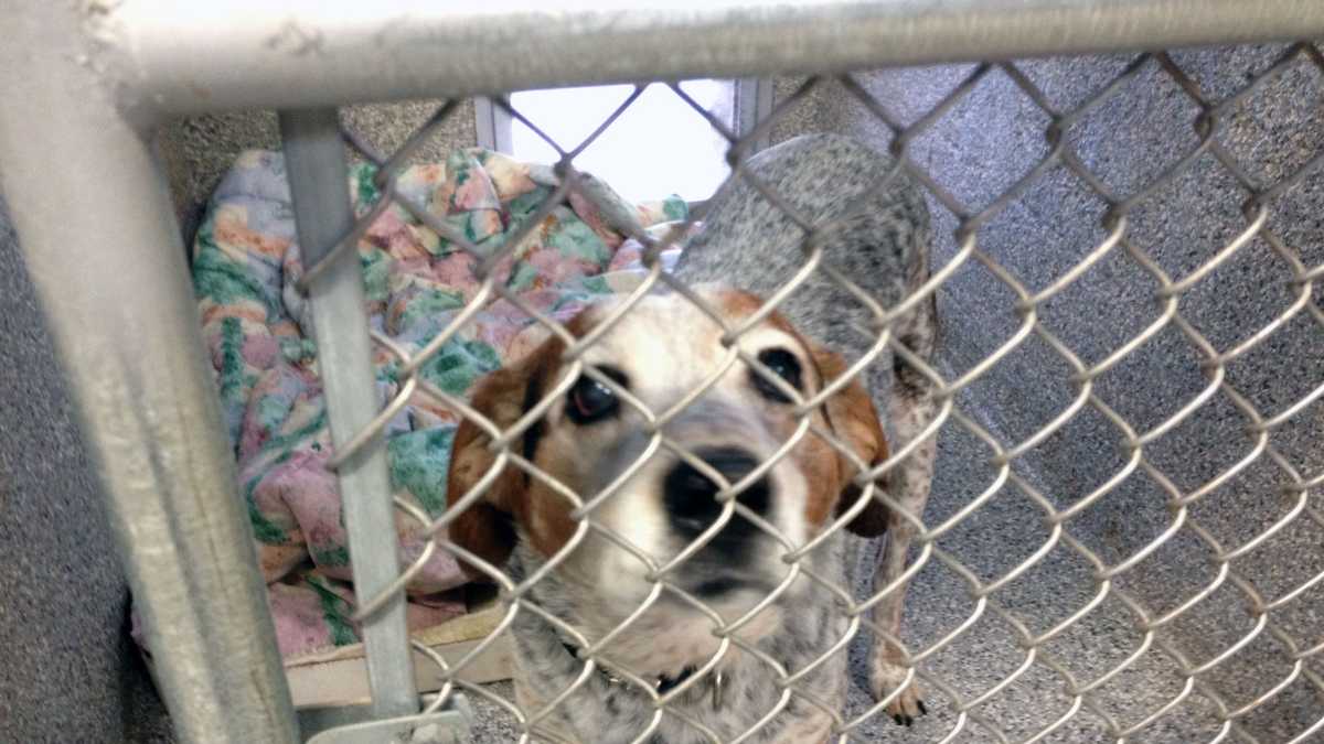 Adams County SPCA reopens