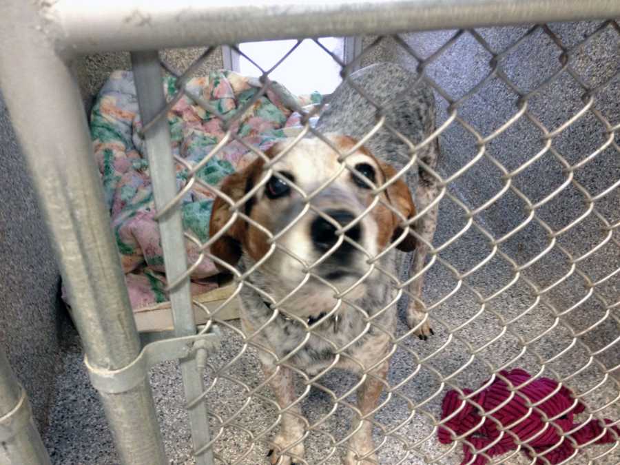 Adams County SPCA reopens