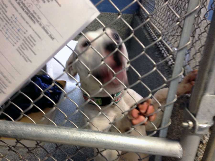 Amazing Adams County Dog Shelter Ohio Design Art Amazing Adams County Dog Shelter Ohio Design Art