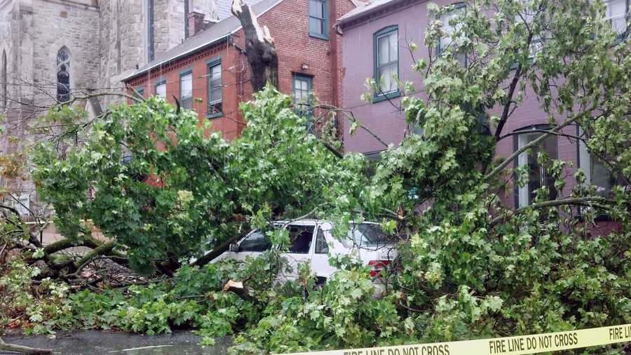 This tree was knocked down in the 200 block of West Orange Street in Lancaster.