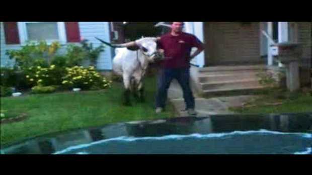 A News 8 viewer captured this image of the loose steer.