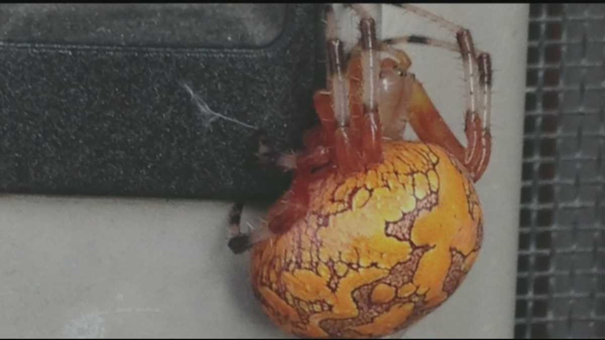 Are colorful spiders dangerous?