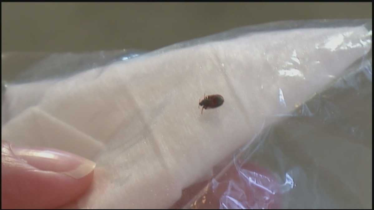 Bed bugs the 'worst they've ever been' in the Susquehanna Valley