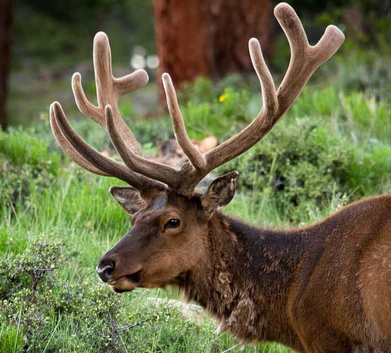 biggest bull elk ever shot
