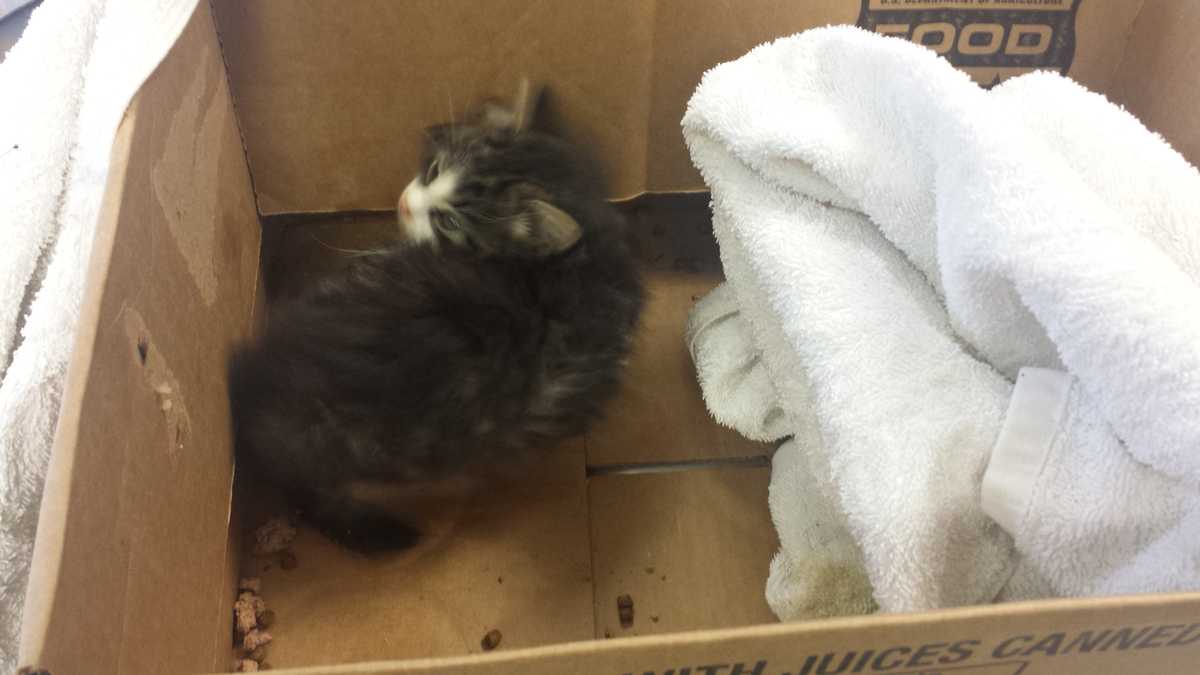 Photos Kitten found outside of Lancaster County shelter