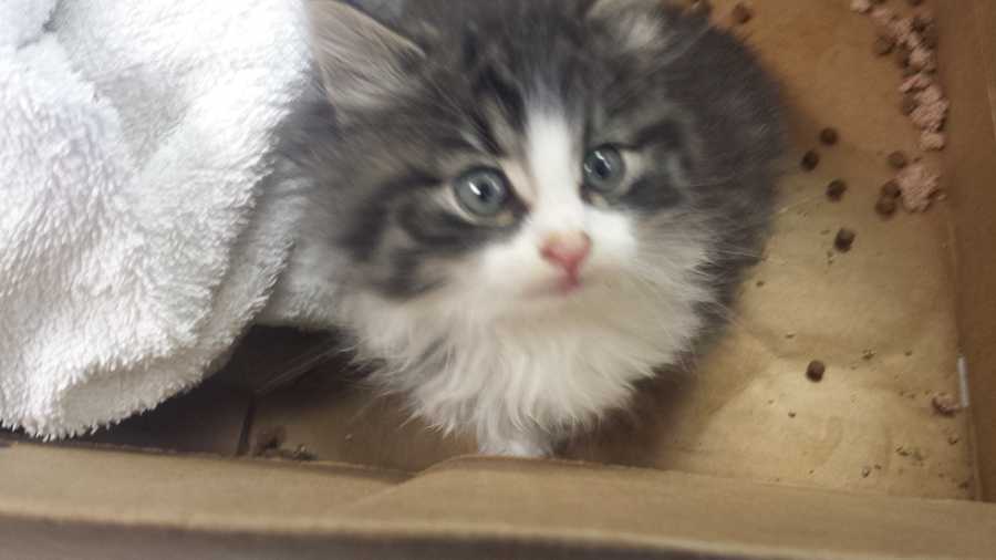 4 5 Week Old Kitten Found Outside Of Lancaster County Shelter