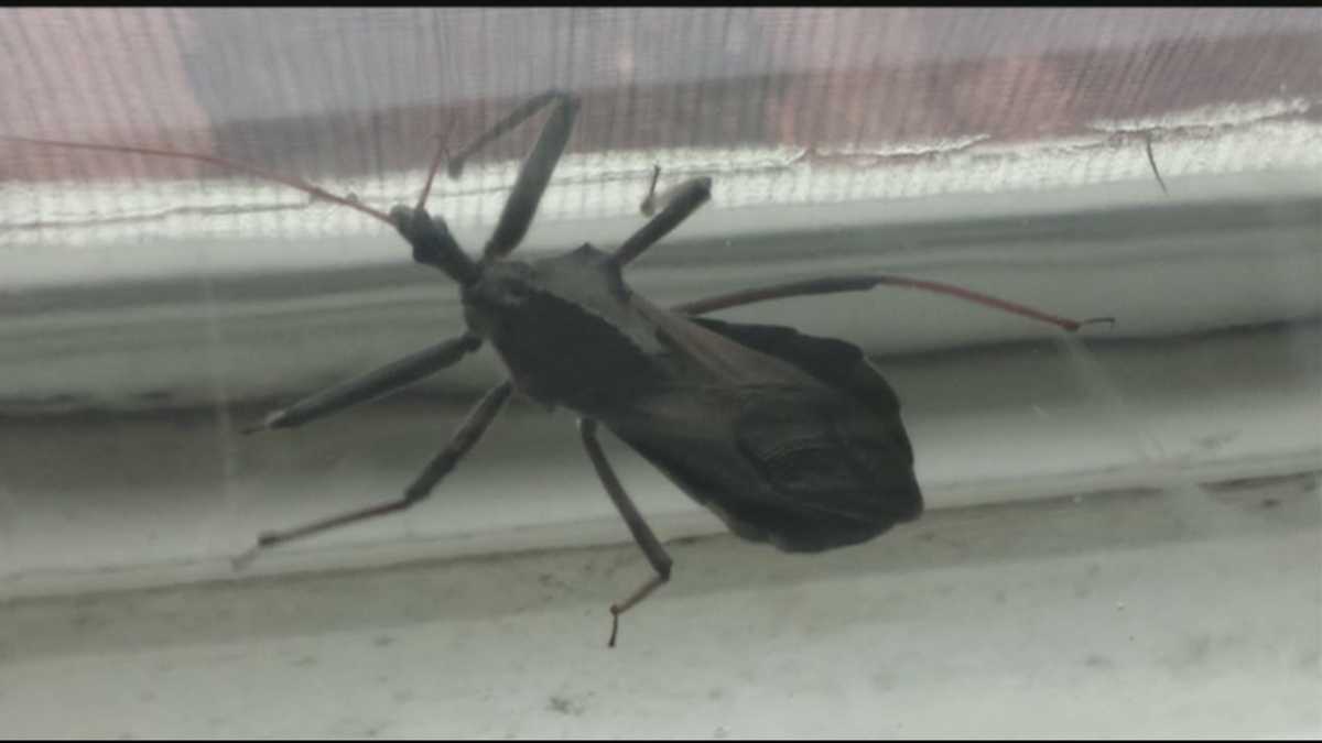 Meet the 'Assassin Bug' in your backyard