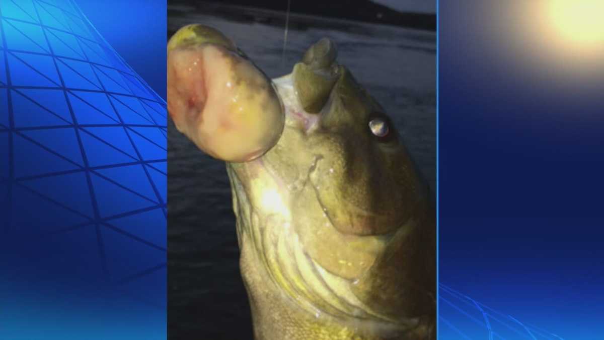 Pa. lawmakers question health of Susquehanna River after cancerous fish found