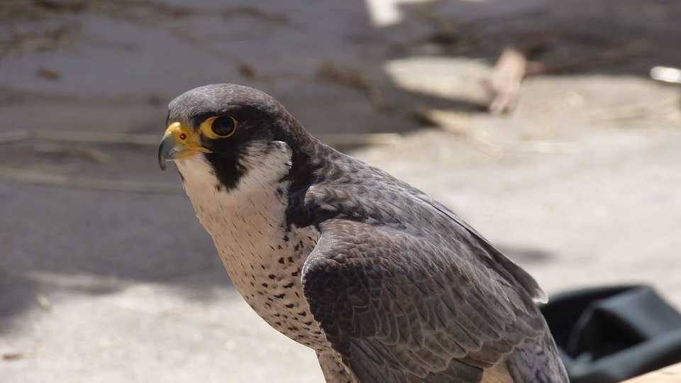 Pennsylvania has its very own peregrine falcon saga!