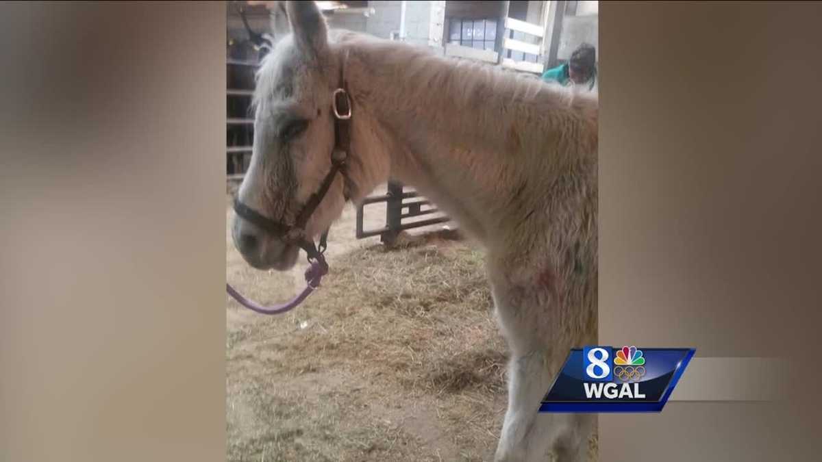 Man charged in horse abuse case; Paintballs blinded animal in one eye